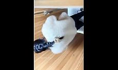 办公楼女厕贴bash近距离偷拍 美女同事的极品嫩鲍鱼
